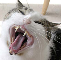 cat_yawning_canine_teeth.jpg