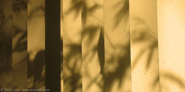 ff-sydney-bamboo-shadow