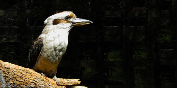 ff-kookaburra