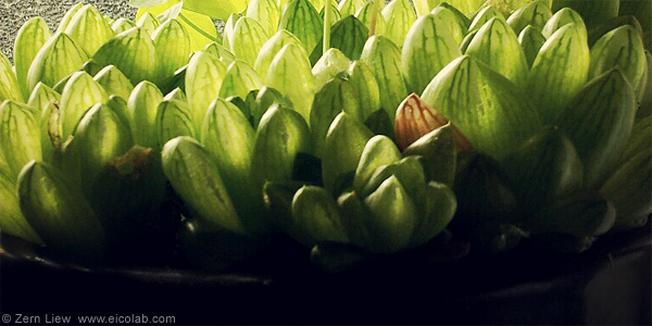 ff-succulent