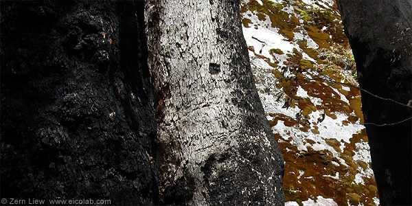 ff-chudalup-trunks-lichen