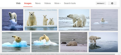 polar-bear-climate-change