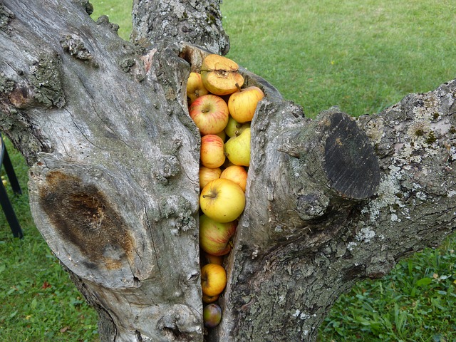 Photo of apples filling the gap in an old tree trunk.