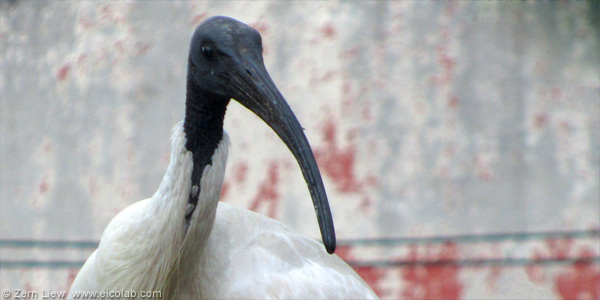 ff-sydney-ibis