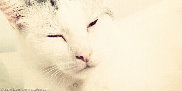 ff-cat-white